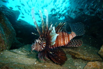 DSCF4507