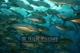 Barracuda Point
